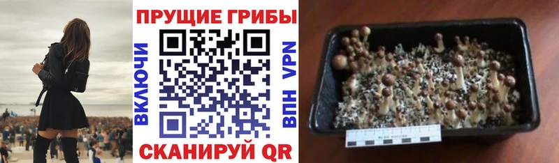 Псилоцибиновые грибы Psilocybe  купить наркотик  Новотроицк 
